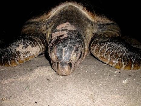 a turtle is on the beach at night photo