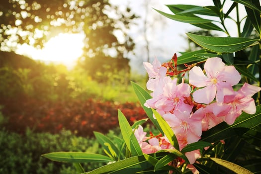 Pink flowers with sunset light. photo
