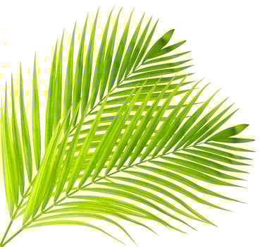 Palm leaf isolated on white background photo