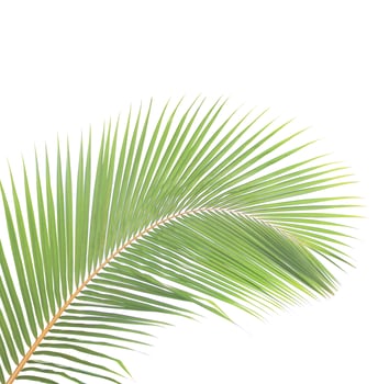 Coconut leaf isolated on white background photo