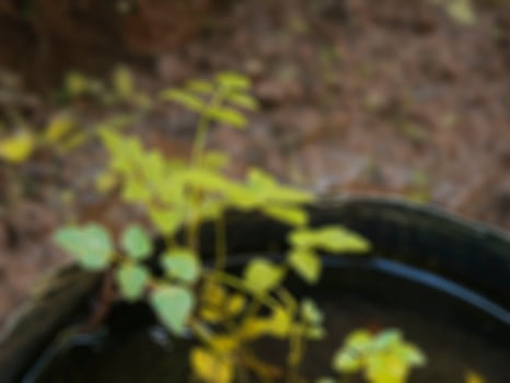 Pictures of plants in the garden photo