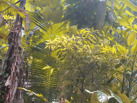 Pictures of plants in the garden photo