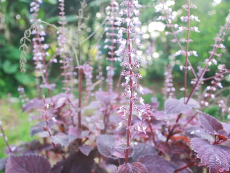 Pictures of plants in the garden photo