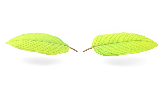 Mitragyna speciosa korth,Kratom isolated on white background. photo