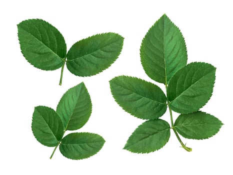 rose leaves on a white background photo