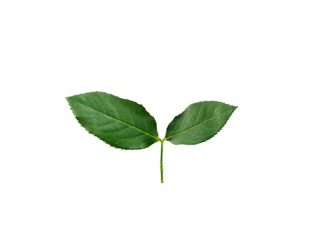 rose leaves on a white background photo