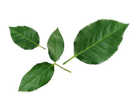 rose leaves on a white background photo
