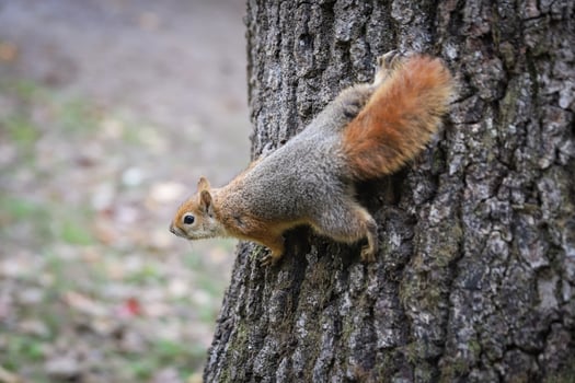 Squirrel posing in forest photo