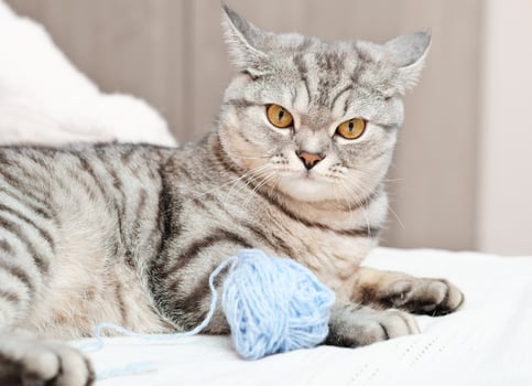 angry tabby cat lying on a bed next to a ball of yarn. grumpy grey kitten. photo