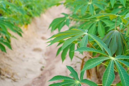 The cassava tree in the cassava mite is growing during the rainy season in Asia, Thailand. photo