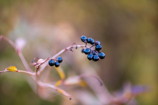 one branch with black berries photo