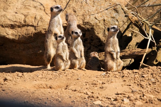 A group of meerkats photo