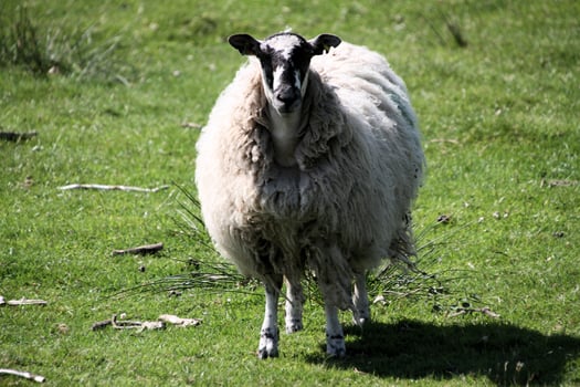 A close up of a Sheep in a field photo
