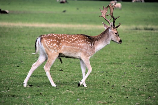 A close up of a Fallow Deer in the Countryside photo