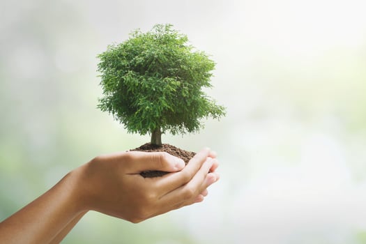 hand holdig big tree growing on green background. eco earth day concept photo