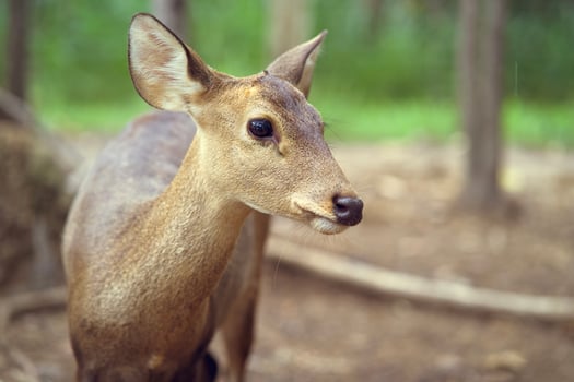 young deer standing portrait in forest photo