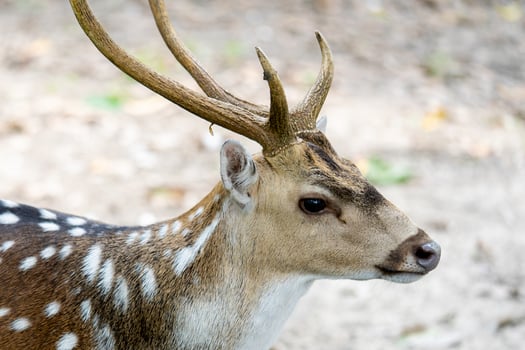 Deer Roaming Around in a Nature Reserve Park photo