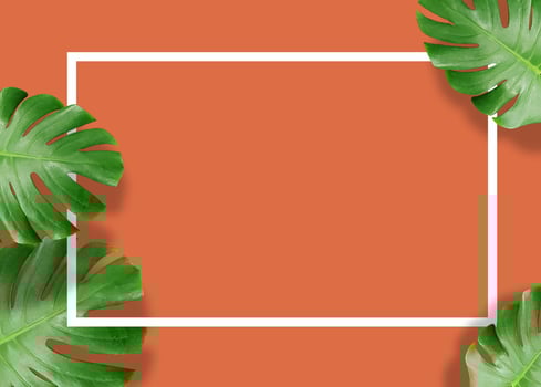 Tropical green monstera leaves nature on orange background with frame design photo