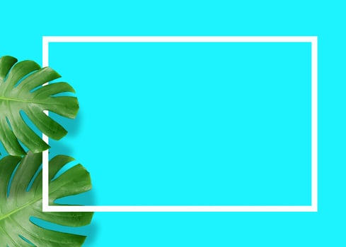 Tropical green monstera leaves nature on blue background with frame design photo