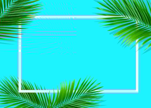 Tropical green monstera leaves nature on blue background with frame design photo