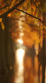 The beautiful forest view on the water in autumn photo