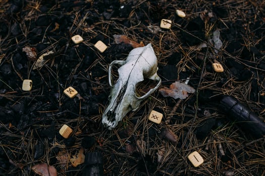 Burning candle and old scull in enchanted forest. Occult, esoteric concept. photo