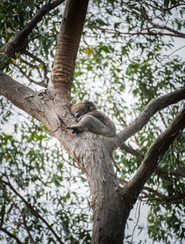 Australian Koala sleeping on the tree in Oatway national park, Victoria state of Australia. Koalas are one of the most iconic animals in Australia. photo