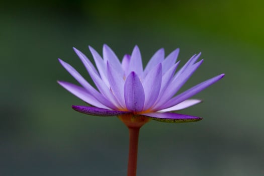 Close up image of purple waterlily photo