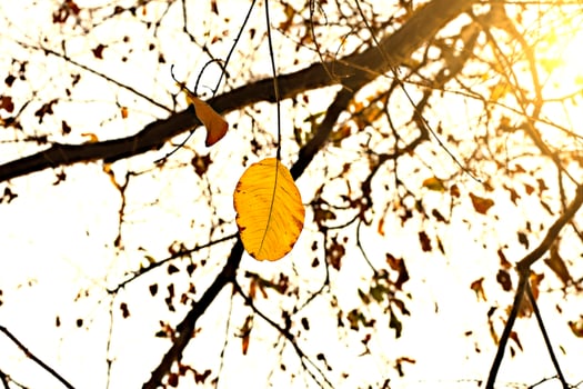 Abstract fallen leaves in autumn forest. photo