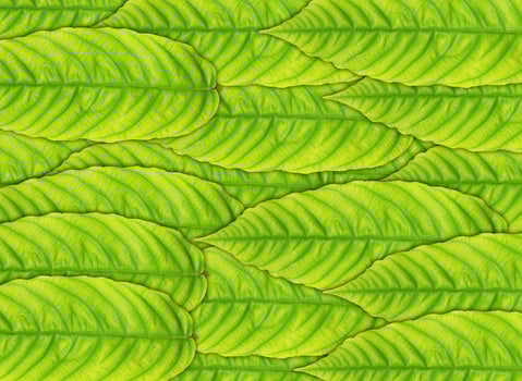 green leaves background photo