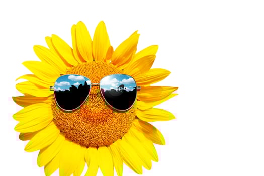 Funny sunflower with sunglasses on a white background photo