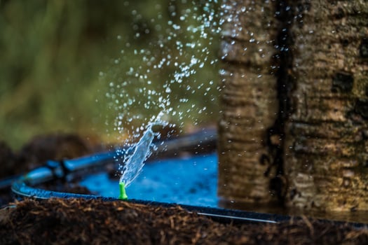 Watering large plants With a small water spray nozzle,seed and planting concept.soft focus. photo