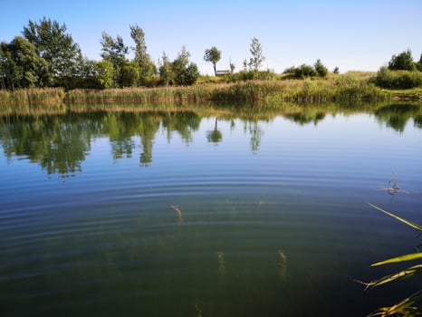 A river or lake surrounded by trees photo