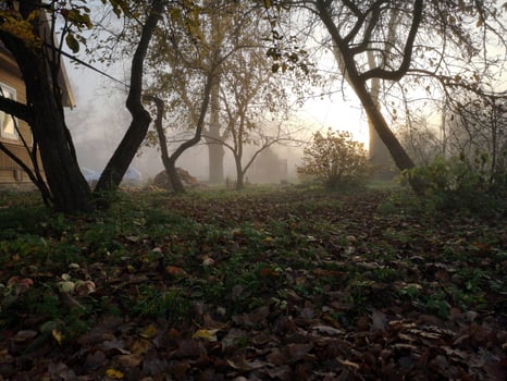 Evening fog in the autumn garden photo
