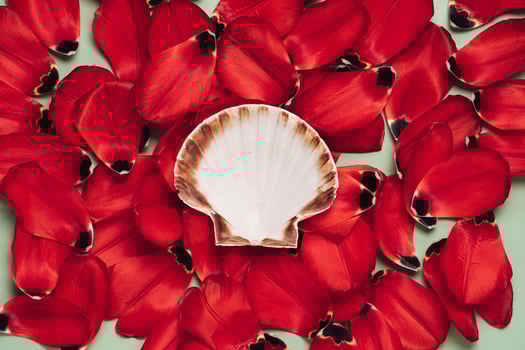 scallop seashell on tulip petals photo