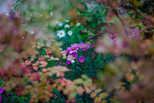Bluish Aster Tongolensis, Family Compositae photo