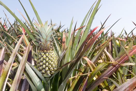 Pineapple Plantation field photo