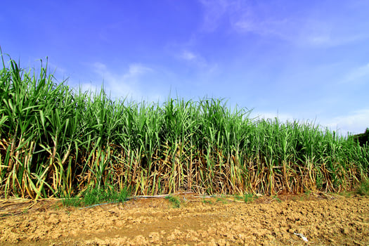 Sugarcane in Thailand photo