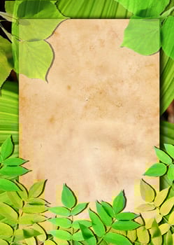 Old paper background with green leaves photo