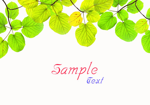 green leave frame isolated on white background photo