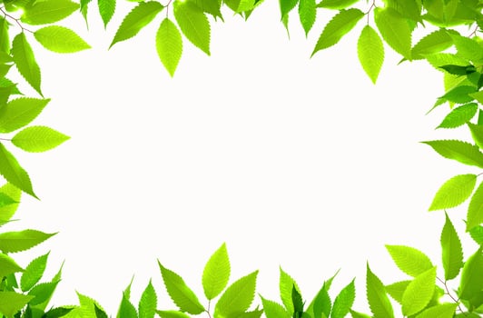 green leaf frame isolated on white background photo