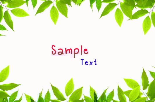 green leaf frame isolated on white background photo