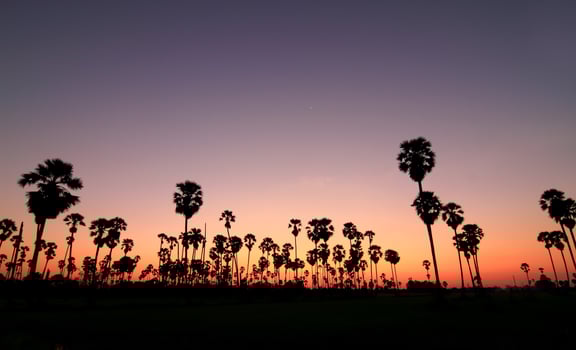 Silhouette palm trees at sunset photo