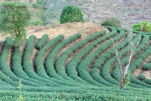 Green Tea Farm photo