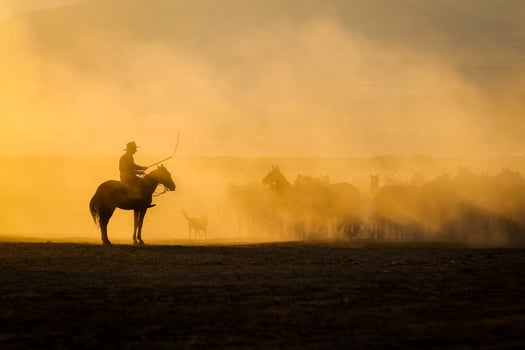 Yilki Horses Running in Field, Kayseri, Turkey photo