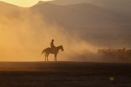 Yilki Horses Running in Field, Kayseri, Turkey photo