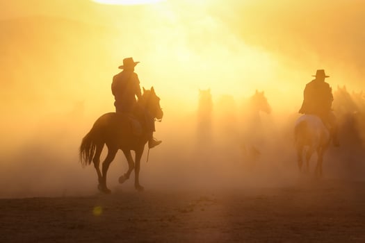 Yilki Horses Running in Field, Kayseri, Turkey photo