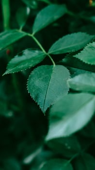 Green rose leaves as background texture. Place for advertising photo