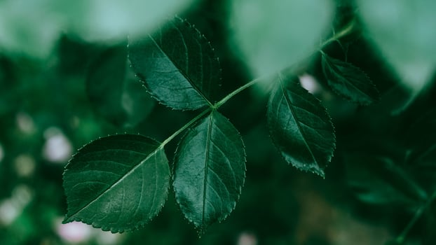 Green rose leaves as background texture. Place for advertising photo