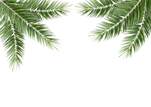 Palm leaf isolated on white background photo